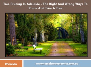 Tree Pruning In Adelaide - The Right And Wrong Ways To Prune And Trim A Tree