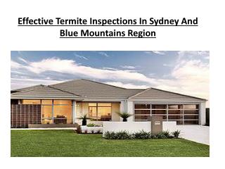Effective Termite Inspections In Sydney And Blue Mountains Region