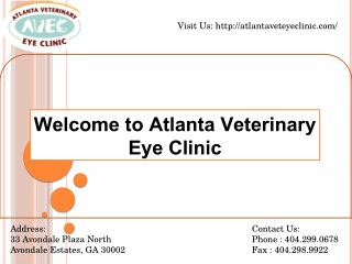 Eye specialist for dogs Atlanta
