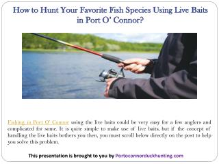 How to Hunt Your Favorite Fish Species Using Live Baits in Port Oâ€™ Connor?