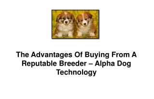 The Advantages Of Buying From A Reputable Breeder â€“ Alpha Dog Technology