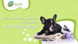 Follow These Do's And Don'ts While Bathing Your Beloved Dogs