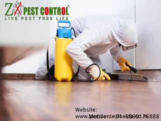 ZX Pest Control Offer The Best Services