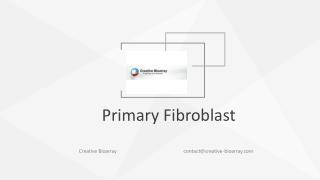 Primary fibroblasts