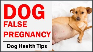 How to Identify If Your Dog Is Having a False Pregnancy