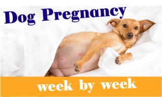 The Stages of Dog Pregnancy : Week by Week Guide 2018