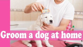 How to Groom Your Dog at Home Save Time and Money 2018