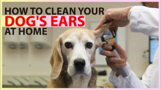 Dog Ear Infections !! How to Clean a Dog's Ears !! Dog Health Tips 2018