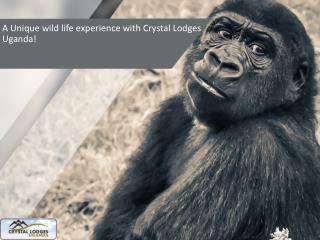 A Unique wild life experience with Crystal Lodges Uganda