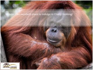 Kibale: - An excellent place to indulge in Chimp trekking