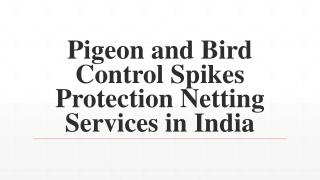 Pigeon and Bird Control Spikes Protection Netting Services in India