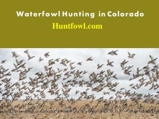 Duck and Goose Hunting in Colorado