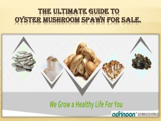 The Ultimate Guide To Oyster Mushroom Spawn For Sale.