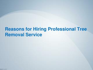 Reasons for Hiring Professional Tree Removal Service