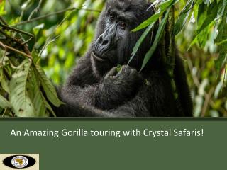 An Amazing Gorilla touring with Crystal Safaris