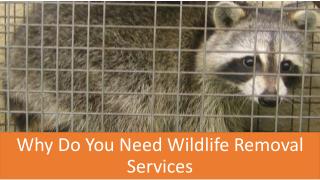 Why Do You Need Wildlife Removal Services