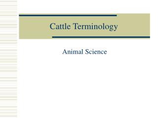 Cattle Terminology