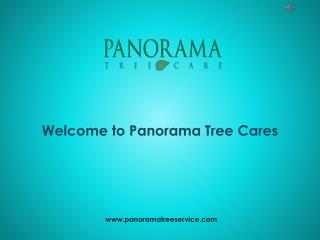Expert Mangrove Trimmers - Panorama Tree Care