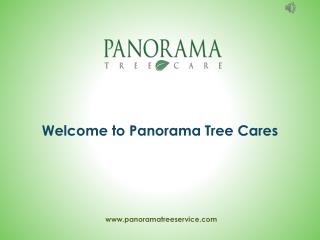 Tree Care Services in Tampa - Panorama Tree Care