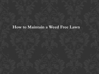 How to Maintain a Weed Free Lawn