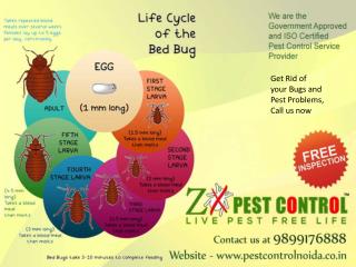 Get Complete Solution from Your Pest Problems