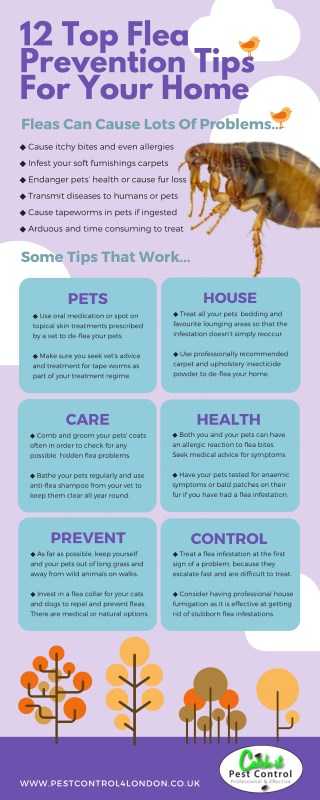 Flea Infestation Removal Infographic From Catch-it