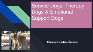 Service dogs