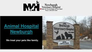 Best Animal Hospital in Newburgh