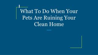 What To Do When Your Pets Are Ruining Your Clean Home