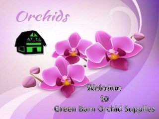 Best Online Orchid Supplies in Florida