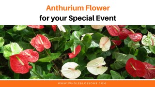 Best of Anthurium Flower