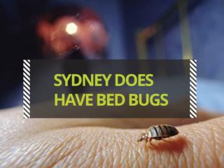 Sydney Does Possess Bed Bugs and How To Bed Bug Control?