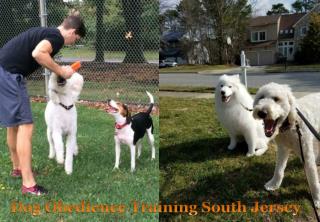Dog Obedience Training South Jersey