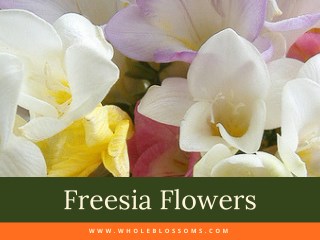 Freesia flowers - the most fragrant flower in the world