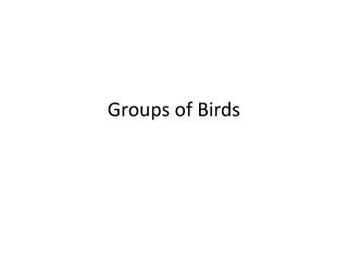 Groups of Birds