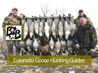 Colorado Goose Hunting Guides