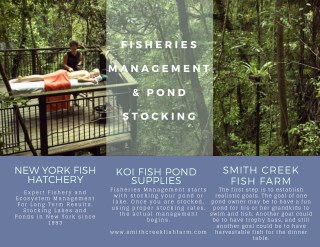 Fisheries Management & Pond Stocking-pond lake local services buffalo rochester