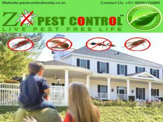 Affordable Service Termite Treatment in Greater Noida