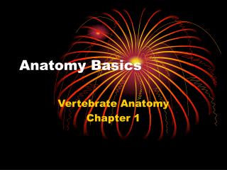 Anatomy Basics