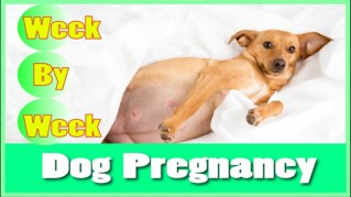 Stages of Dog Pregnancy: Week By Week Calendar with Guide 2018