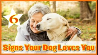 6 ways you know your dog loves you ! Dog health tips 2018