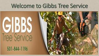 Importance of residential trees stump removal And tree trimming service in Hot Springs AR
