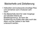 B ckerhefe und Zellalterung