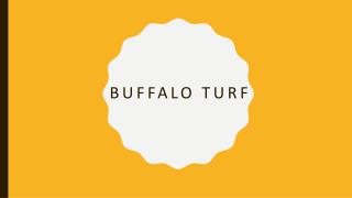 Buffalo Turf