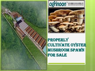 Properly Cultivate Oyster Mushroom Spawn For Sale