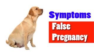 How to Identify If Your Dog Is Having a False Pregnancy