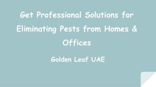 Pest Control Services - Golden Leaf UAE