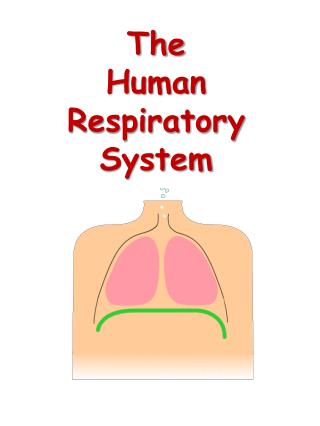 The Human Respiratory System