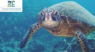 Visit and Greet the Wildlife of the Cayman Islands at The Turtle Centre