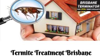 Get professional Termite Treatment Brisbane